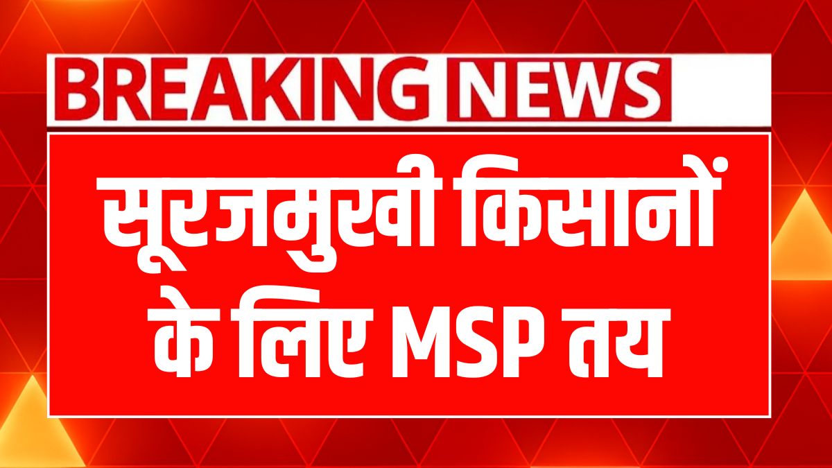 हरियाणा में सूरजमुखी खरीद की शुरुआत, किसानों को मिलेगा 7,280 रुपये का MSP!