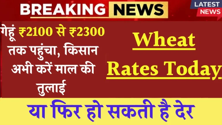 13 मई 2025: जानिए गेहूं के मंडी भाव में आई गिरावट के कारण और सलाह!