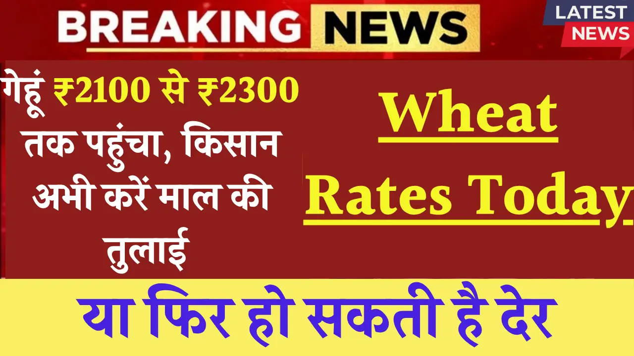 13 मई 2025: जानिए गेहूं के मंडी भाव में आई गिरावट के कारण और सलाह!
